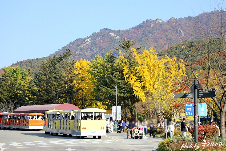 경기도 단풍 명소 과천 서울대공원 동물원 단풍 주차장