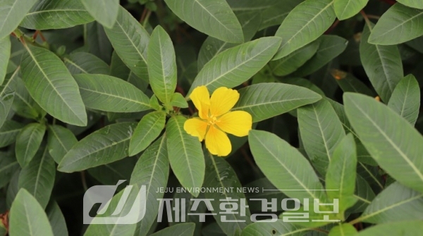 환경부, 생태계교란 생물 2종 및 유입주의 생물 150종 신규 지정