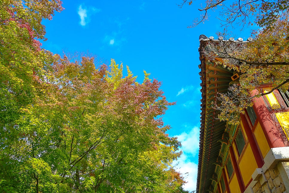 가을 경주 여행 코스 불국사 경주 천년의숲 천년숲 정원 단풍 이쁜 풍경