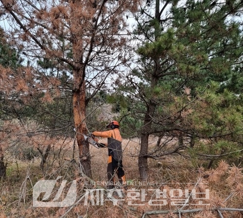 서귀포시, 소나무재선충병 12차 방제 추진