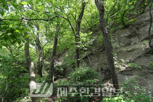 소나무, 참나무숲 등 도시 자연숲 식생구조 단순.. 체계적 관리 중요해져