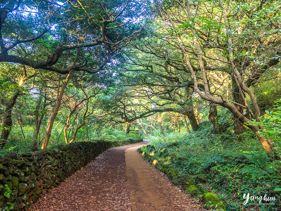 국내 힐링여행 제주도 비자림 숲 제주 숲길