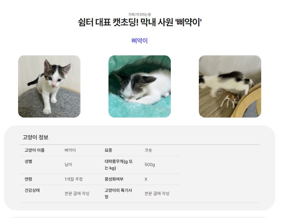 고양이러그 체고케어 디아망 방수 러그 추천 이유 펫테리어 러그 선택 유의사항