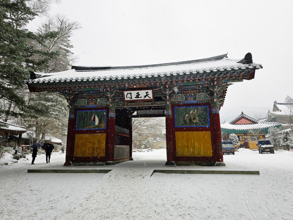 강원도 평창 겨울여행 오대산 월정사 전나무숲길 켄싱턴 호텔 숙소