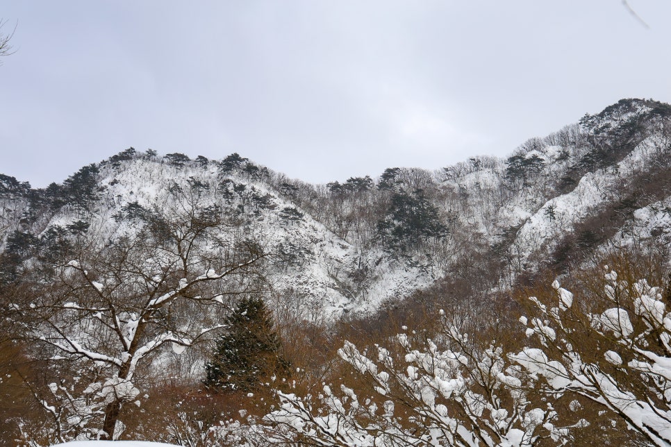 겨울 여행 추천 내장산 국립공원 과 내장사 우화정 설경 2월 8일 실시간