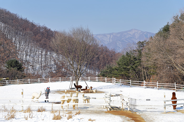 경기도 가볼만한곳 가평 양떼목장 카페 아이와 갈만한곳