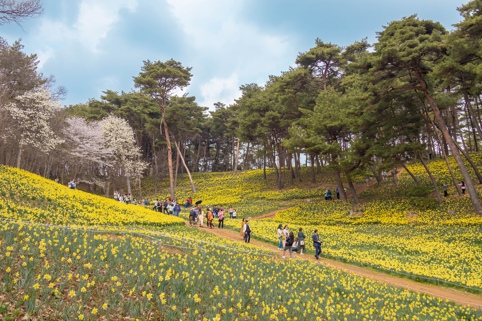 충남 서산 가볼만한곳 유기방가옥 2025 수선화축제
