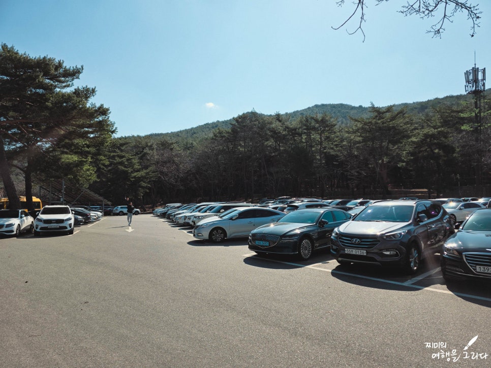양산 통도사 홍매화 실시간 개화 만개 상황 및 암자 입장료