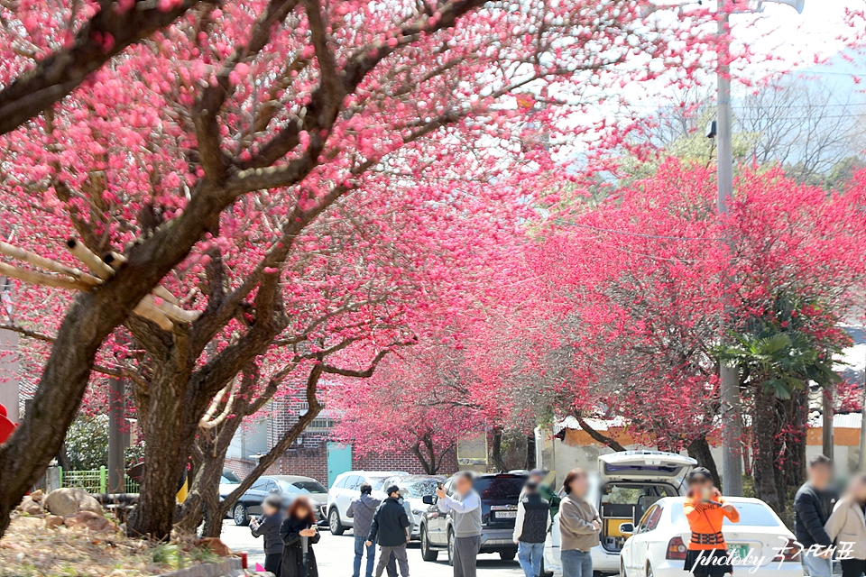 봄나들이 순천 탐매마을 홍매화 전라도 순천 여행