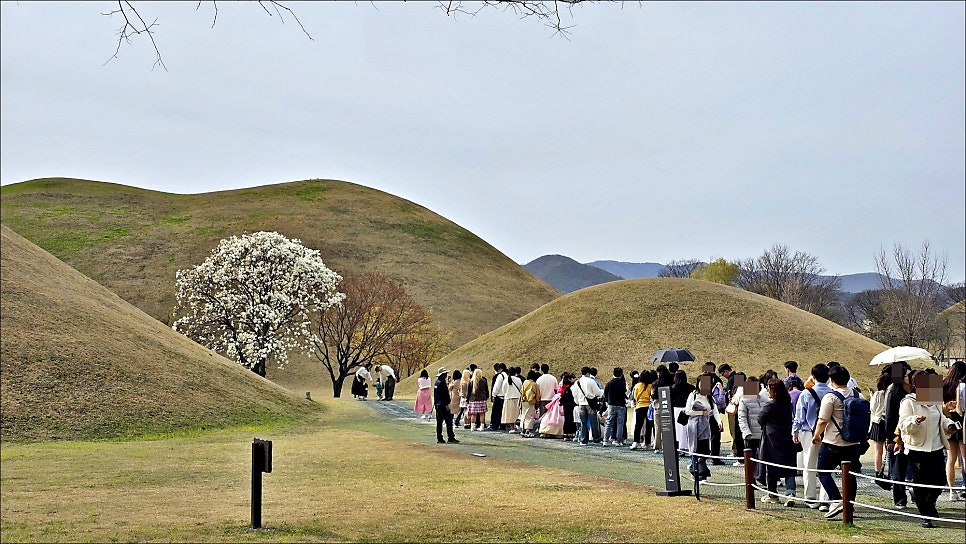 경주 벚꽃 축제 대릉원 돌담길 포토존 경주 데이트코스 추천