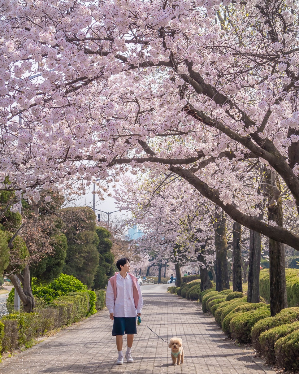 천안 아산 가볼만한곳 충남 벚꽃명소 여행모음zip챌린지