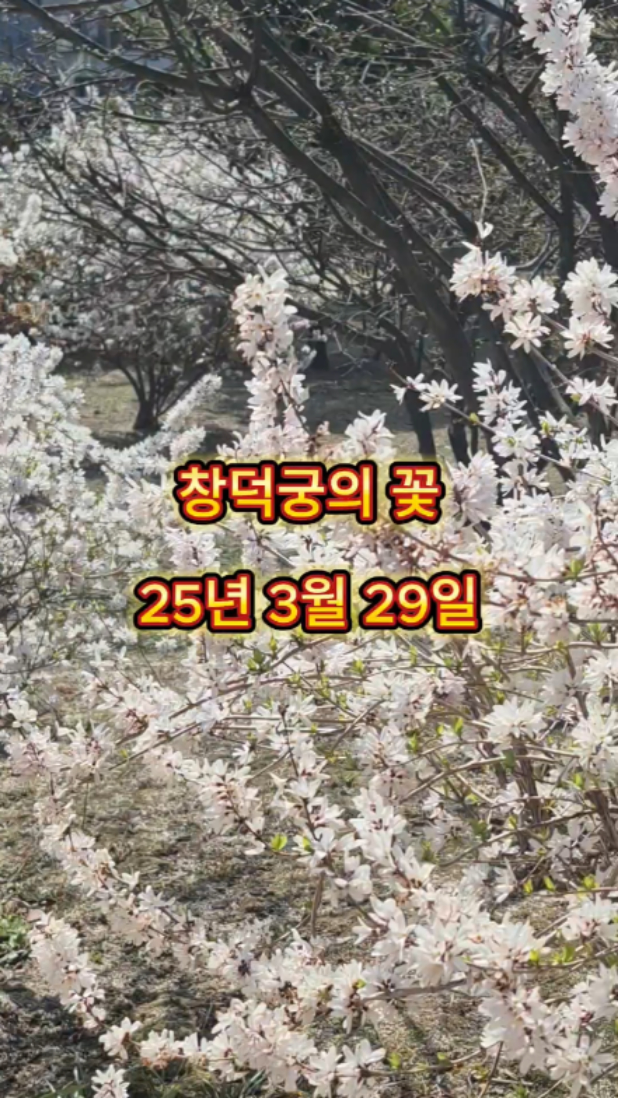 창덕궁 홍매화 서울 꽃구경 명소
