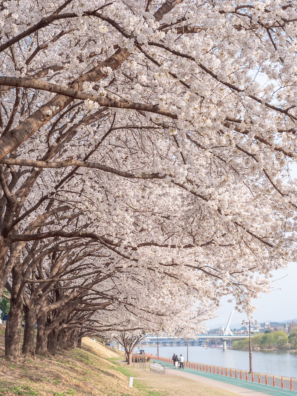대구 벚꽃 명소 동촌유원지 이월드 83타워 침산공원 4월 꽃구경