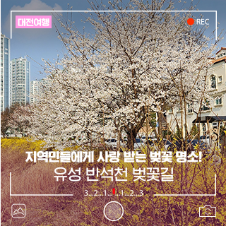 지역민들에게 사랑 받는 벚꽃 명소! 유성 반석천 벚꽃길