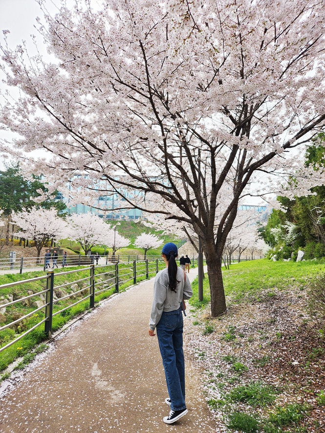 경기도 벚꽃명소 남양주 별내 카페거리 카페 가볼만한곳 정리