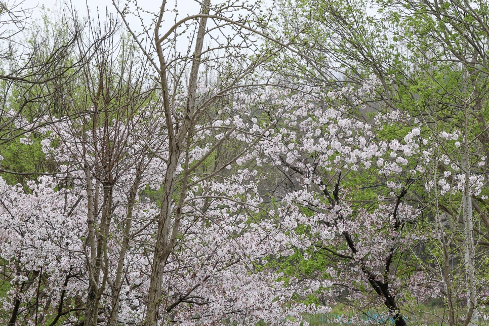전주 가볼만한곳 겹벚꽃 등 봄 꽃구경 BEST6