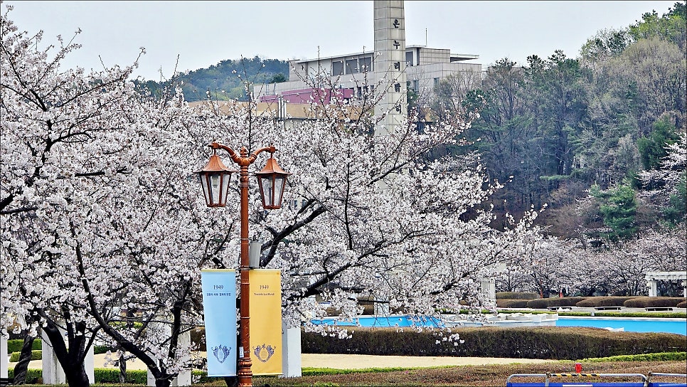 경기도 벚꽃 명소 서울근교 가볼만한곳 용인 경희대 국제캠퍼스 벚꽃