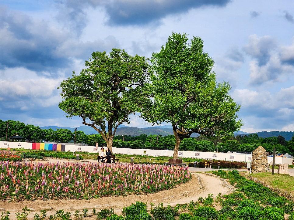 경주 첨성대 튤립 분황사 황룡사지 청보리 유채꽃