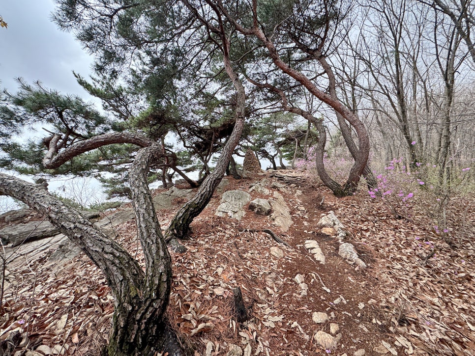 파주 월롱산, 낮지만 능선 좋고 조망 좋은 산