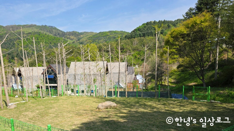 홍천 독채 풀빌라 애견동반 펜션 반스힐리조트 11barn