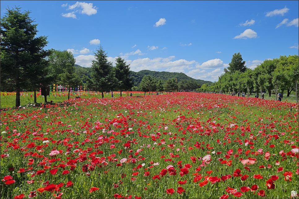가평 자라섬 꽃 축제 남도꽃정원 페스타 정보