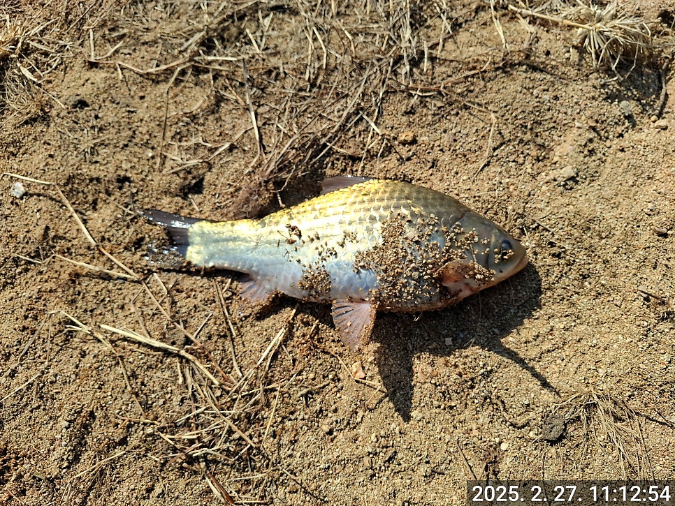 4짜(45cm)대물 붕어낚시 월척붕어 가물치 낚시 대박