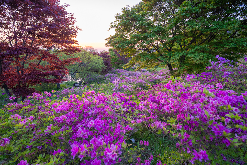 합천 황매산 철쭉 축제 철쭉제 황매산군립공원