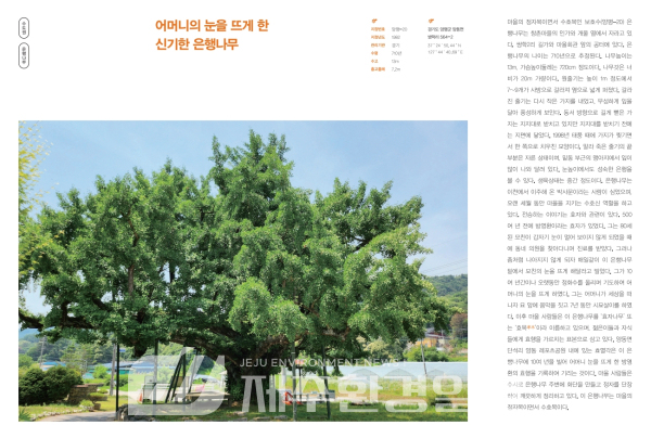 전설, 설화, 역사, 문화 등 보호수가 들려주는 기억들…