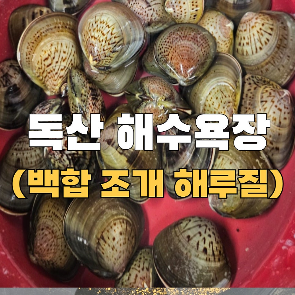 독산 해수욕장 백합 동죽 조개 해루질 포인트