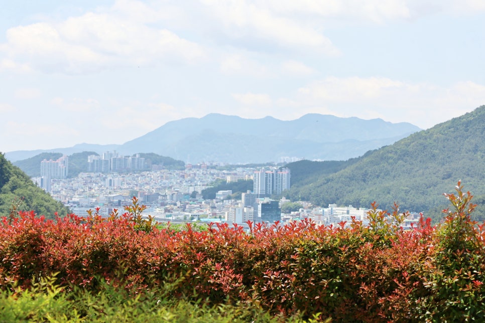 부산에 가볼만한곳 해운대수목원 장미축제 장미공원 5월 6월 꽃구경