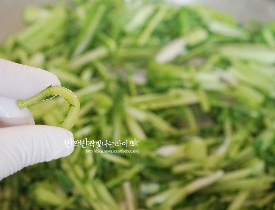 얼갈이 열무김치담그는법 알토란 열무물김치 담그는법 레시피