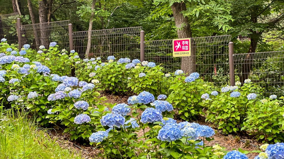 진주 수국축제 월아산 수국수국페스티벌 숲속의진주 실시간