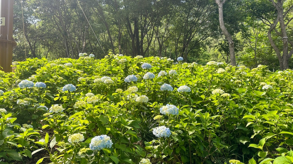 진주 수국축제 월아산 수국수국페스티벌 숲속의진주 실시간