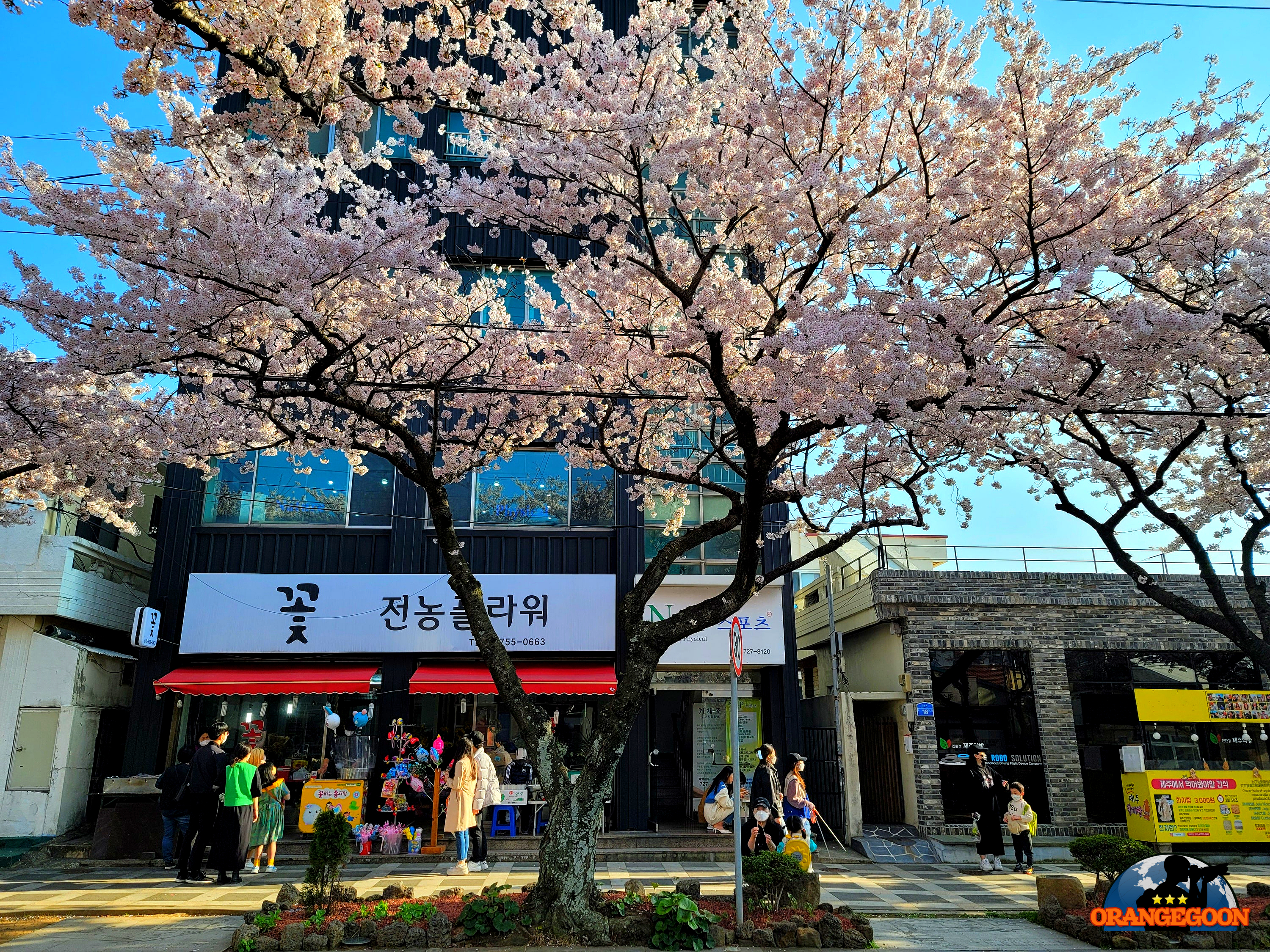 (제주시 전농로 / 전농로 왕벚꽃거리) 제주도를 대표하는 벚꽃 명소. 봄이 되면 거리 전체가 왕벚꽃으로 가득찬답니다. 2022년의 왕벚꽃거리 풍경