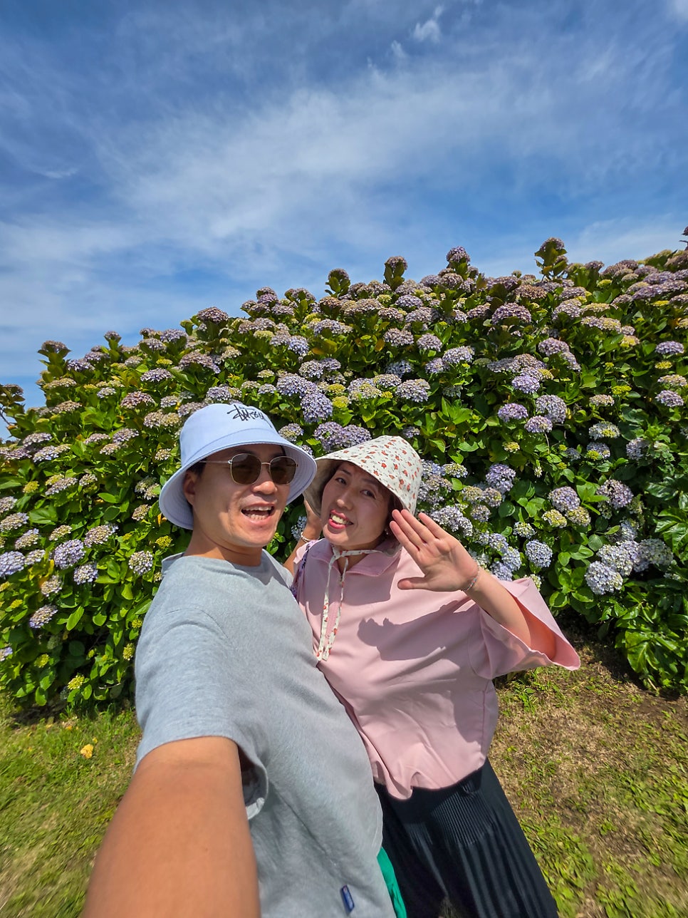 제주도 동쪽 코스 성산일출봉 제주 수국 꽃 명소 동암사절