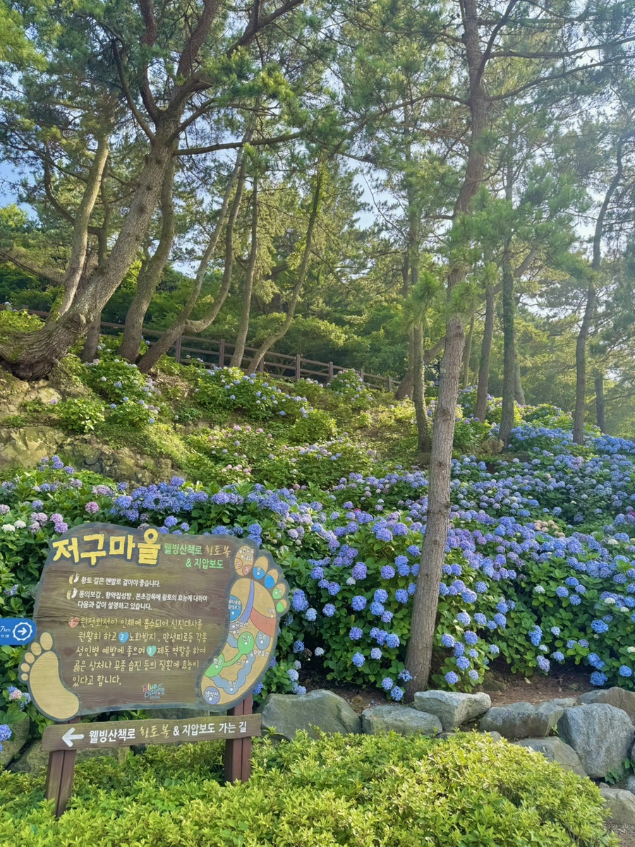 전남 거제 저구항 수국 축제 개화시기 여행 코스