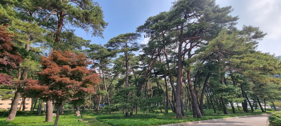 속리산, 계곡옆 숲속의 상주 문장대야영장 하룻밤