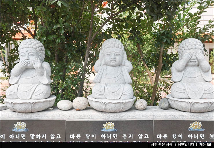 부산 놀만한곳 사진 명소 부산 사찰 절 월륜사 능소화 꽃구경 주차