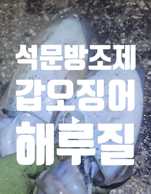 석문 방조제 해루질에 갑오징어 2마리 대박