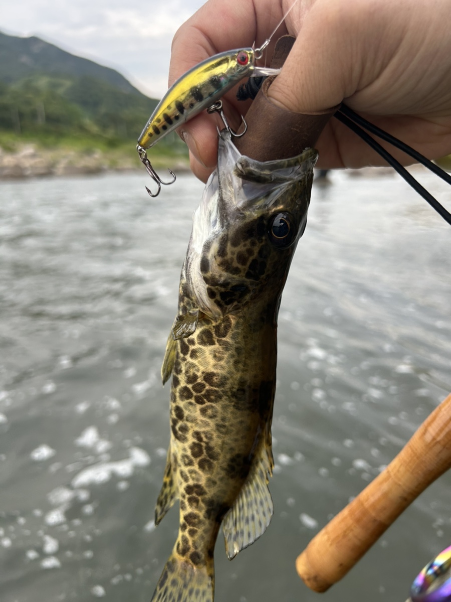 경호강 산청 쏘가리 낚시 중 황쏘가리를 만나다.