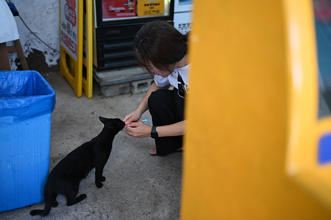 목포의 고양이 마을, 시화마을