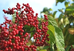 칠엽수. 가시칠엽수. 등대꽃나무. 단풍철쭉. 모새나무. 덜꿩나무. 가막살나무. 흰말채나무. 은방울꽃