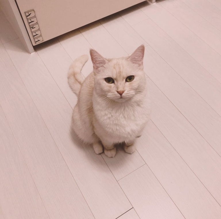 동탄동물병원 추천 고양이 진료