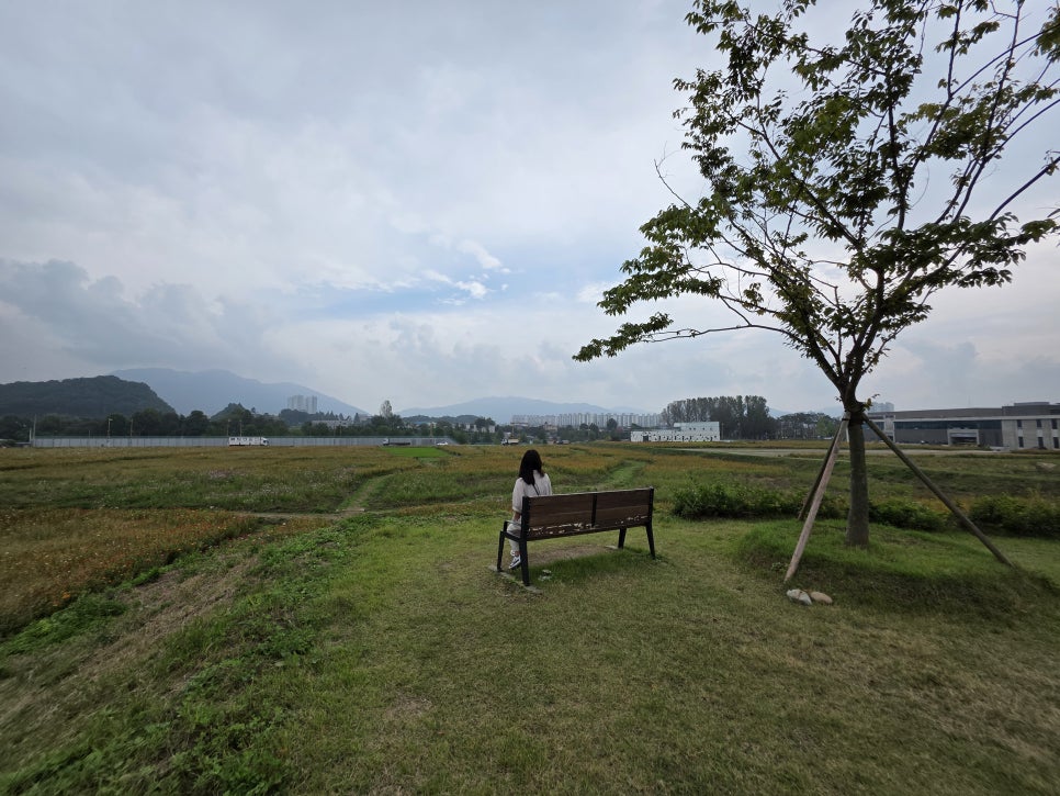 충북 여행 충주 탄금공원 ( 구 세계무술공원 ) 백일홍 코스모스 꽃밭