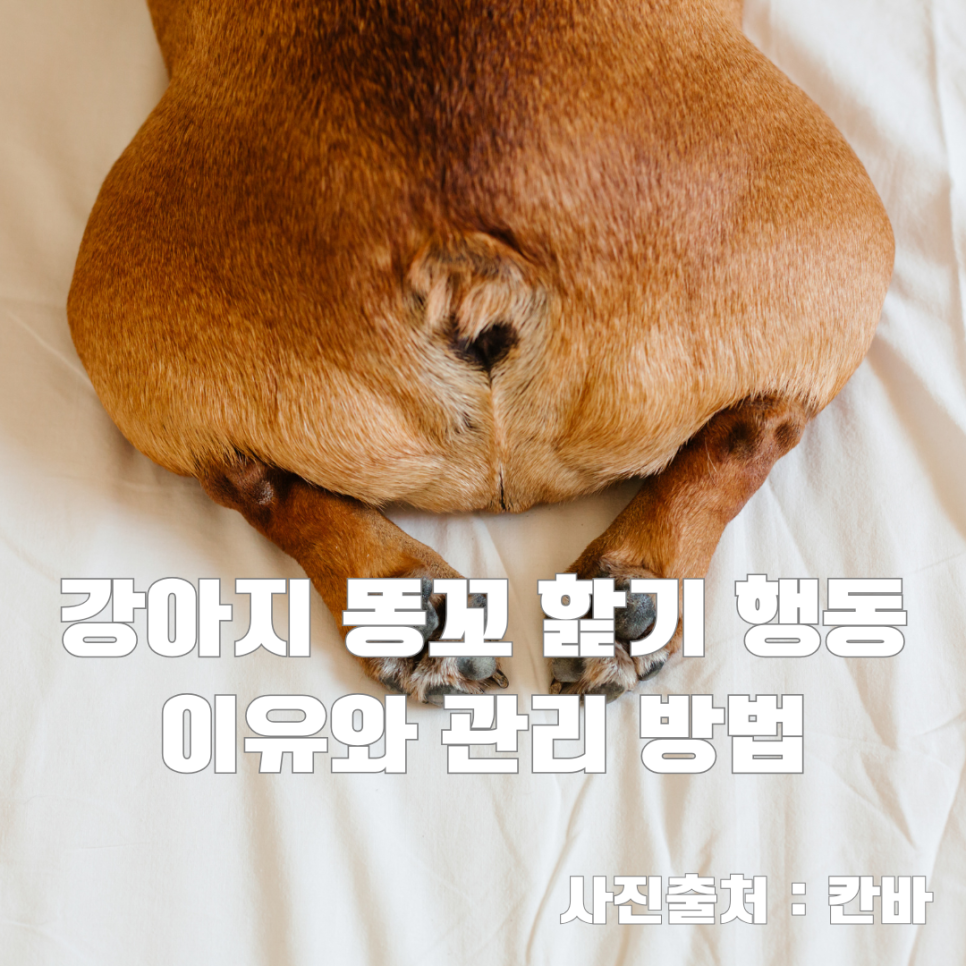 강아지 똥꼬 핥기 행동, 이유와 관리 방법 - 줌트렌드 포스트