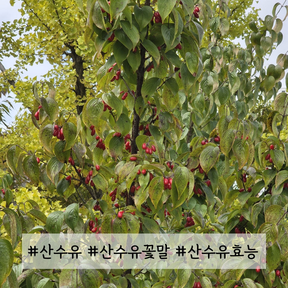 산수유 나무 열매 수확시기부터 효능 총정리 산수유 꽃말까지 한눈에