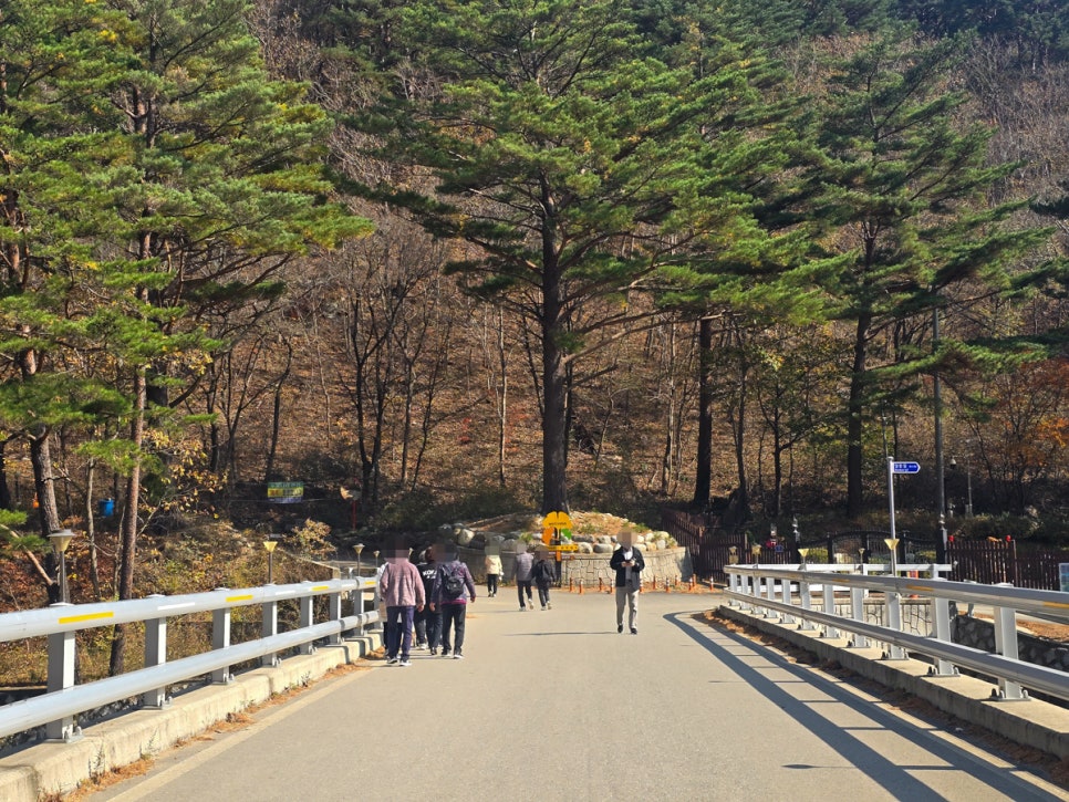 강원도 여행, 홍천 은행나무숲 실시간~ 잎이 다 떨어졌어요.