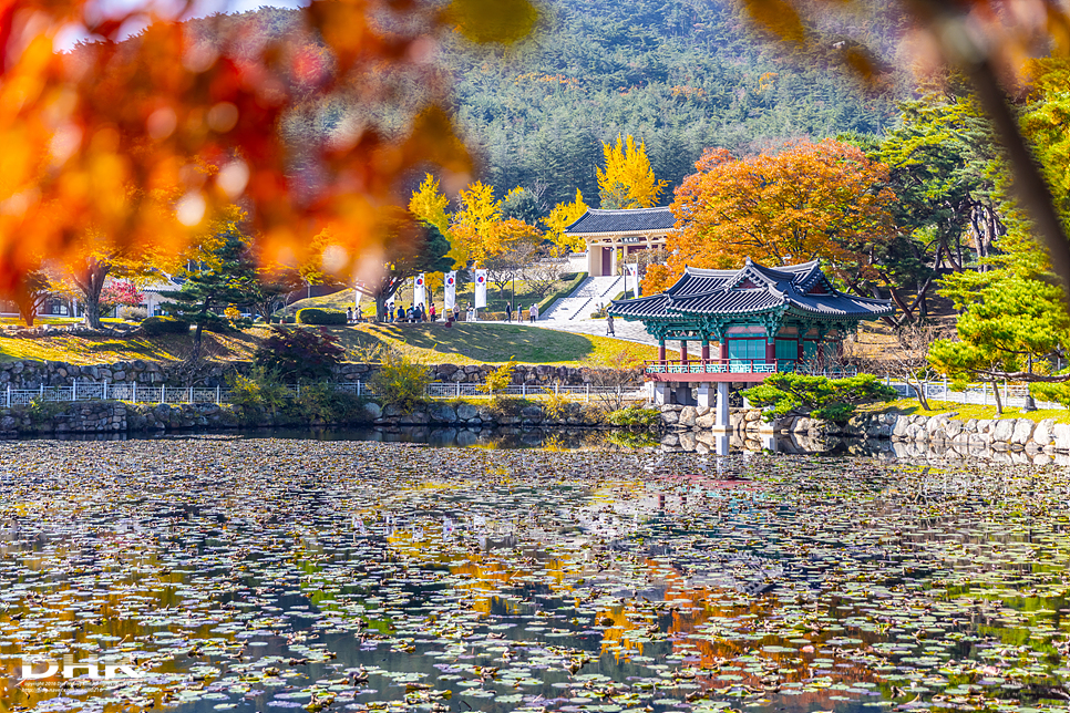 경북 경주 가볼만한곳 통일전 은행나무길 국내 가을 여행 단풍 데이트