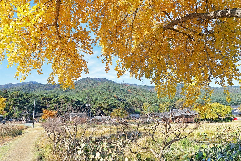 경주 단풍 명소 경주 통일전 은행나무길 실시간 11/15