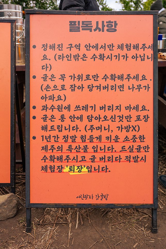 제주 감귤체험 귤따기체험 추천 제주도 감귤체험 카페